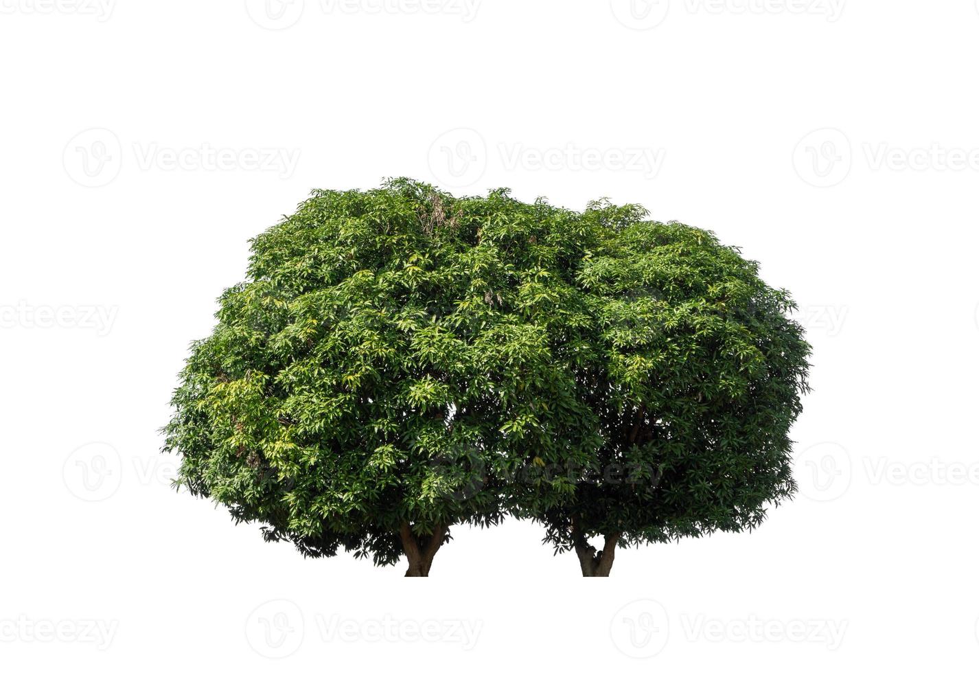 mango tree that are isolated on a white background are suitable for both printing and web pages photo
