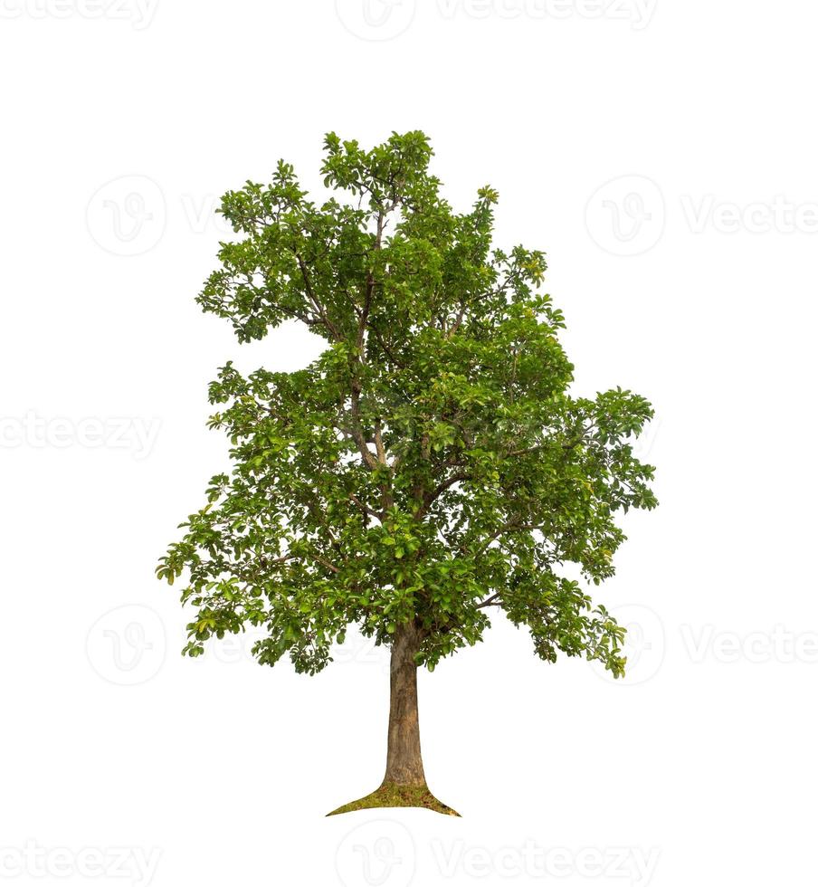 Tree that are isolated on a white background are suitable for both printing and web pages photo