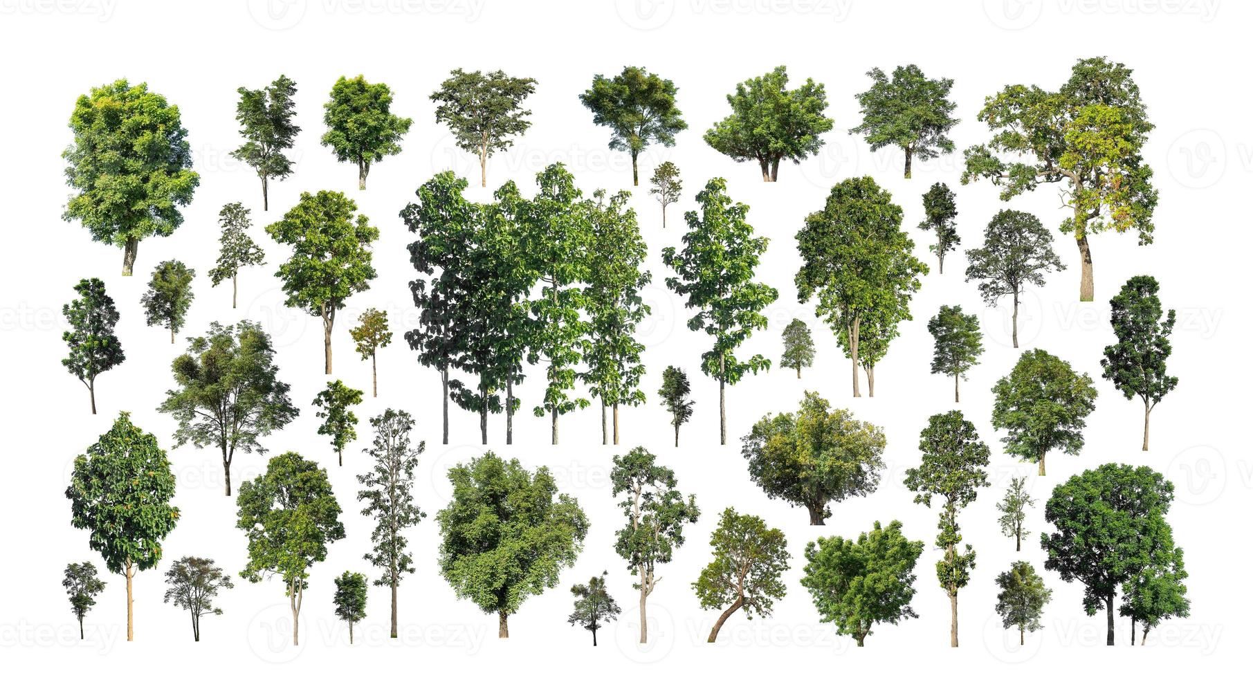 Set of isolated tree on white background, The collection of trees photo