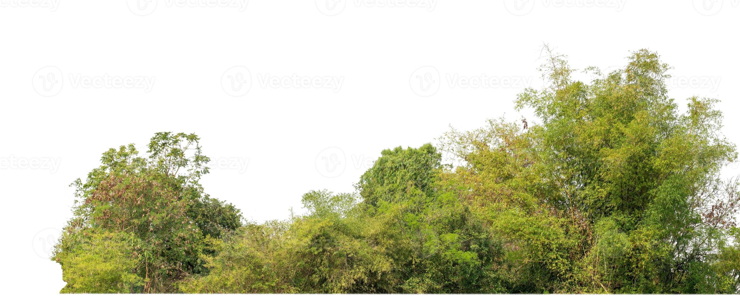 árboles verdes aislados en fondo blanco.son bosques y follaje en verano tanto para impresión como para páginas web con ruta de corte y canal alfa foto