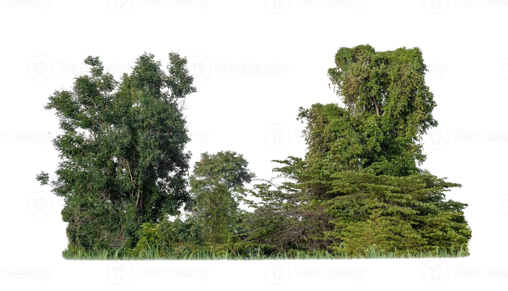 árboles verdes aislados sobre fondo blanco. son bosque y follaje en verano tanto para impresión como para páginas web foto