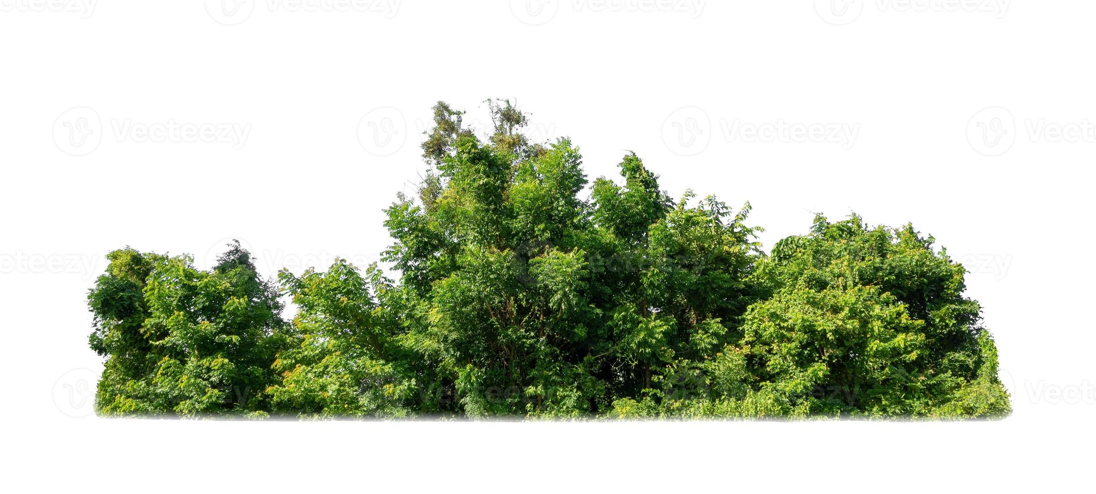 green trees isolated on white background. are forest and foliage in summer for both printing and web pages photo