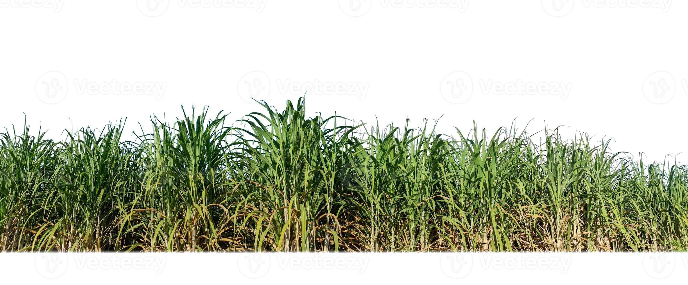 Sugar cane isolated on white background and cliping path photo