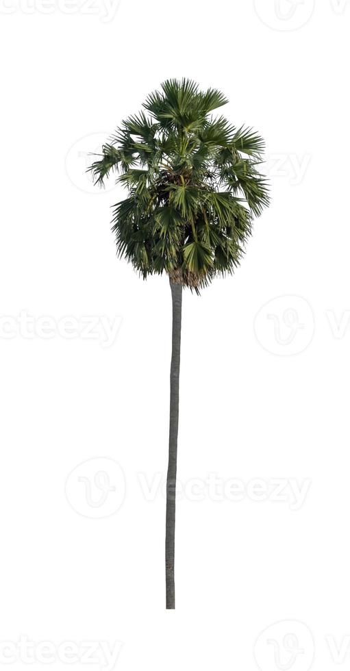 sugar palm that are isolated on a white background are suitable for both printing and web pages photo