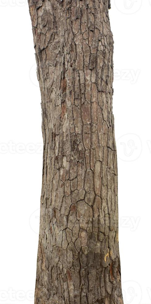 Trunk of a Tree Isolated On White Background photo
