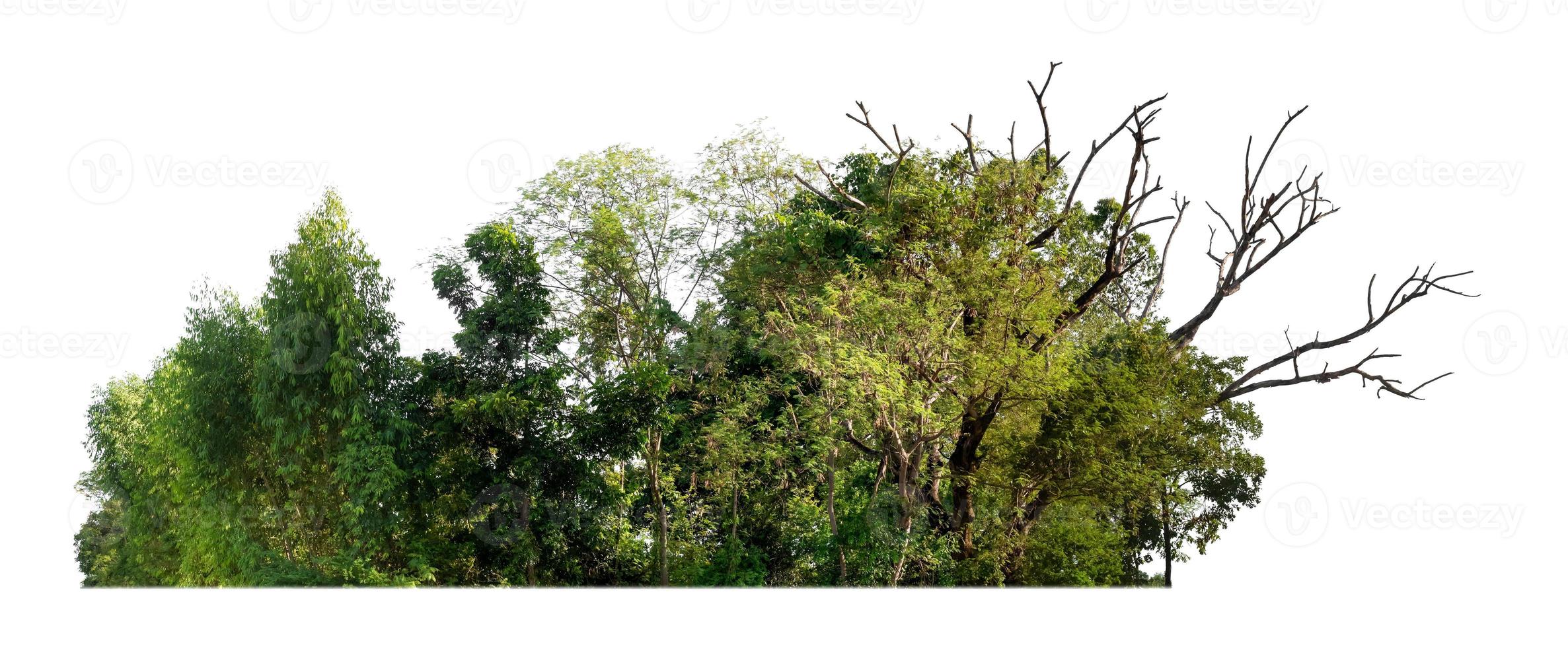 árboles verdes aislados sobre fondo blanco. son bosque y follaje en verano tanto para impresión como para páginas web foto