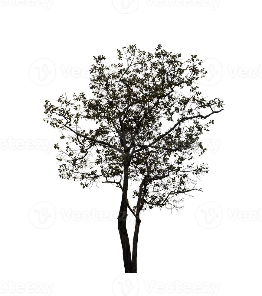 tree silhouette for brush on white background photo