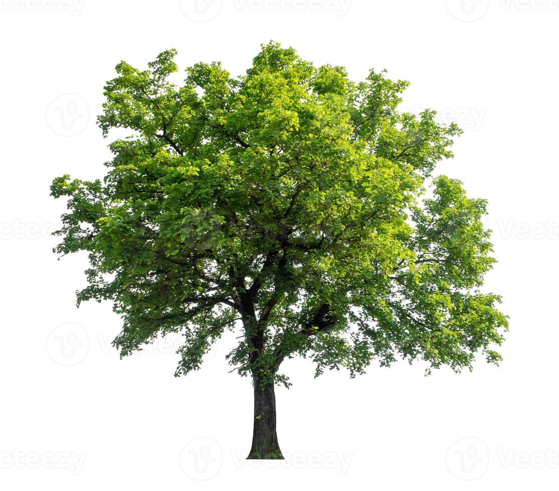 Tree that are isolated on a white background are suitable for both printing and web pages photo