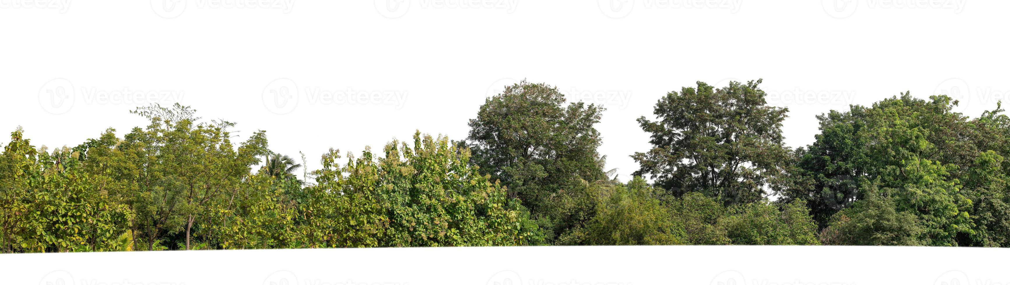 Forest and foliage in summer isolated on white background photo