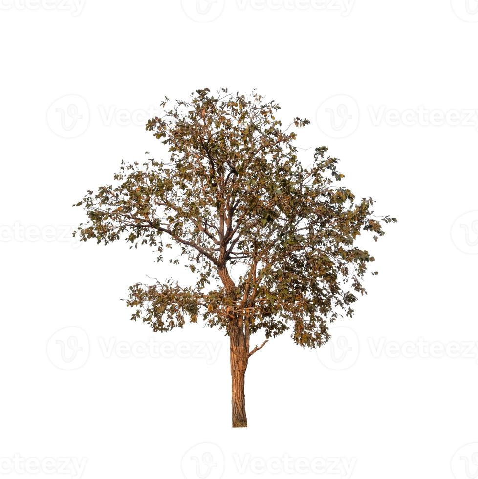 Tree that are isolated on a white background are suitable for both printing and web pages photo
