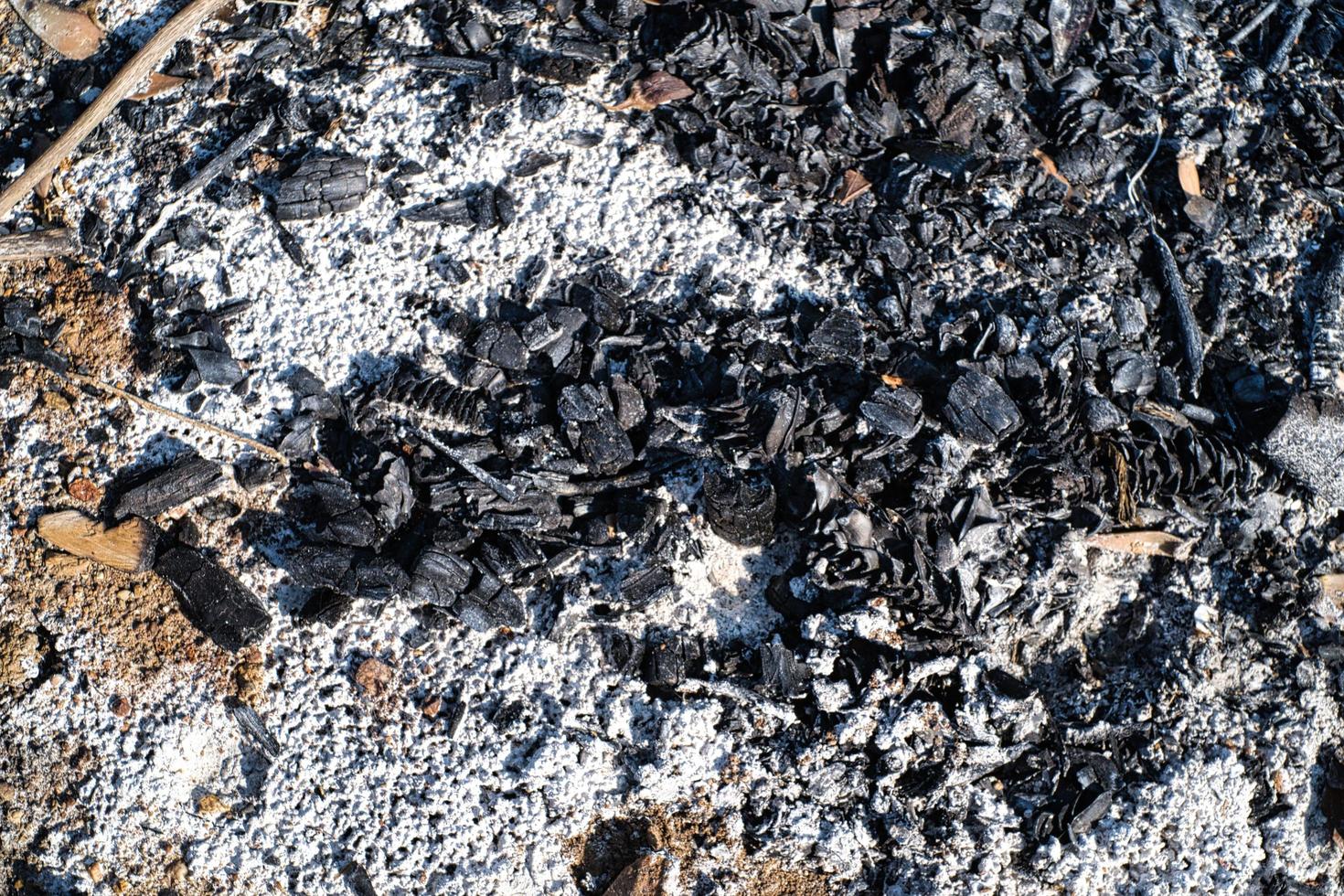 textura de brasas quemadas en un huerto durante una tarde de otoño foto