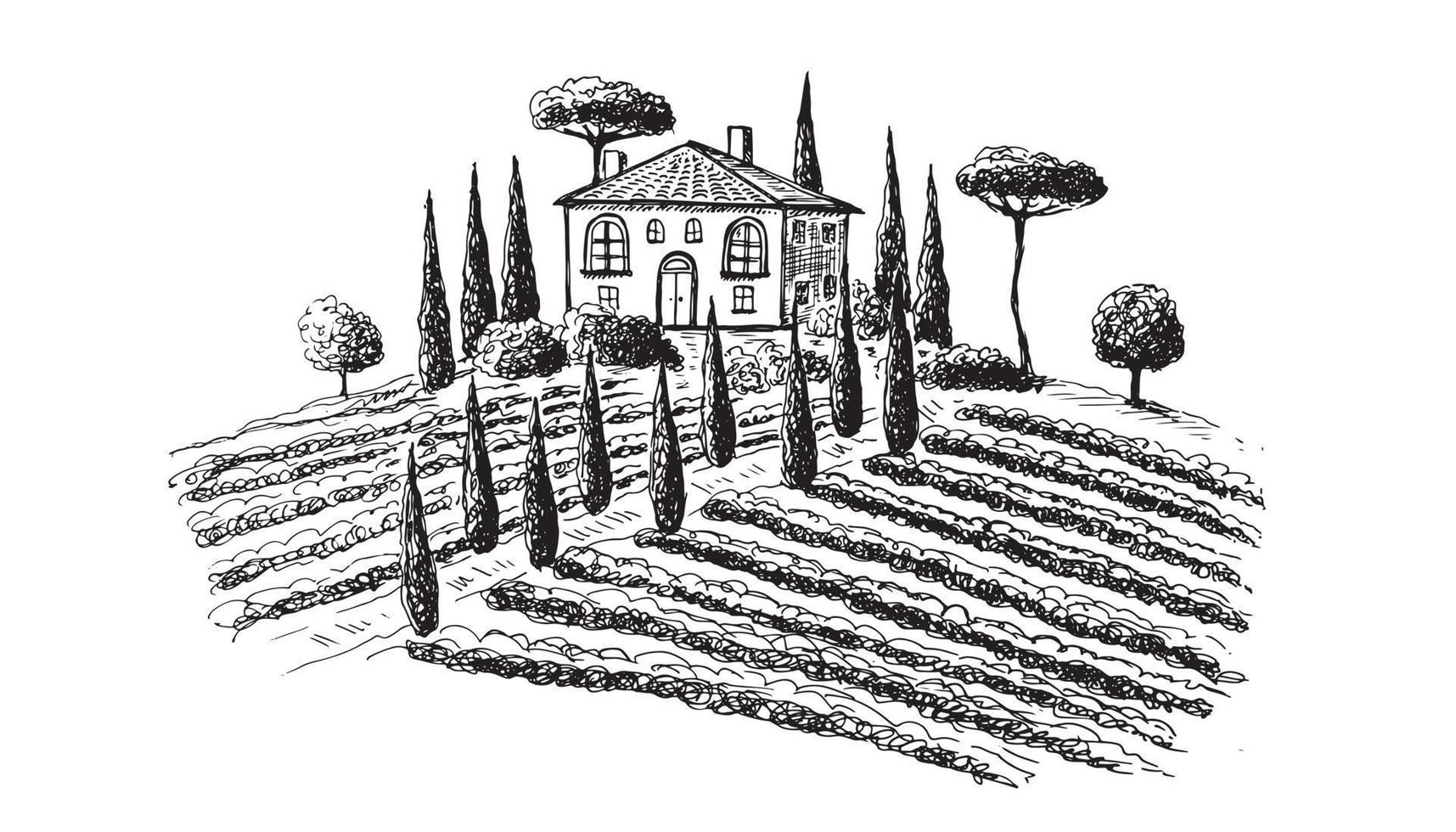 paisaje de plantaciones de vid. ilustración vectorial dibujada a mano. vector