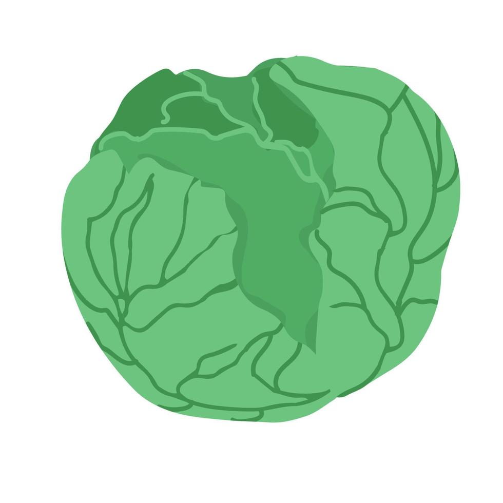 Cabbage with big bright green leaves. Fresh and healthy food. Vegetarian nutrition. Organic ingredient for salad. Flat vector icon.