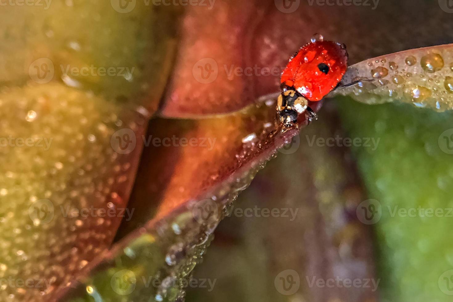 Red ladybug on the green leaves of the plant. Macrophotography. After rain photo