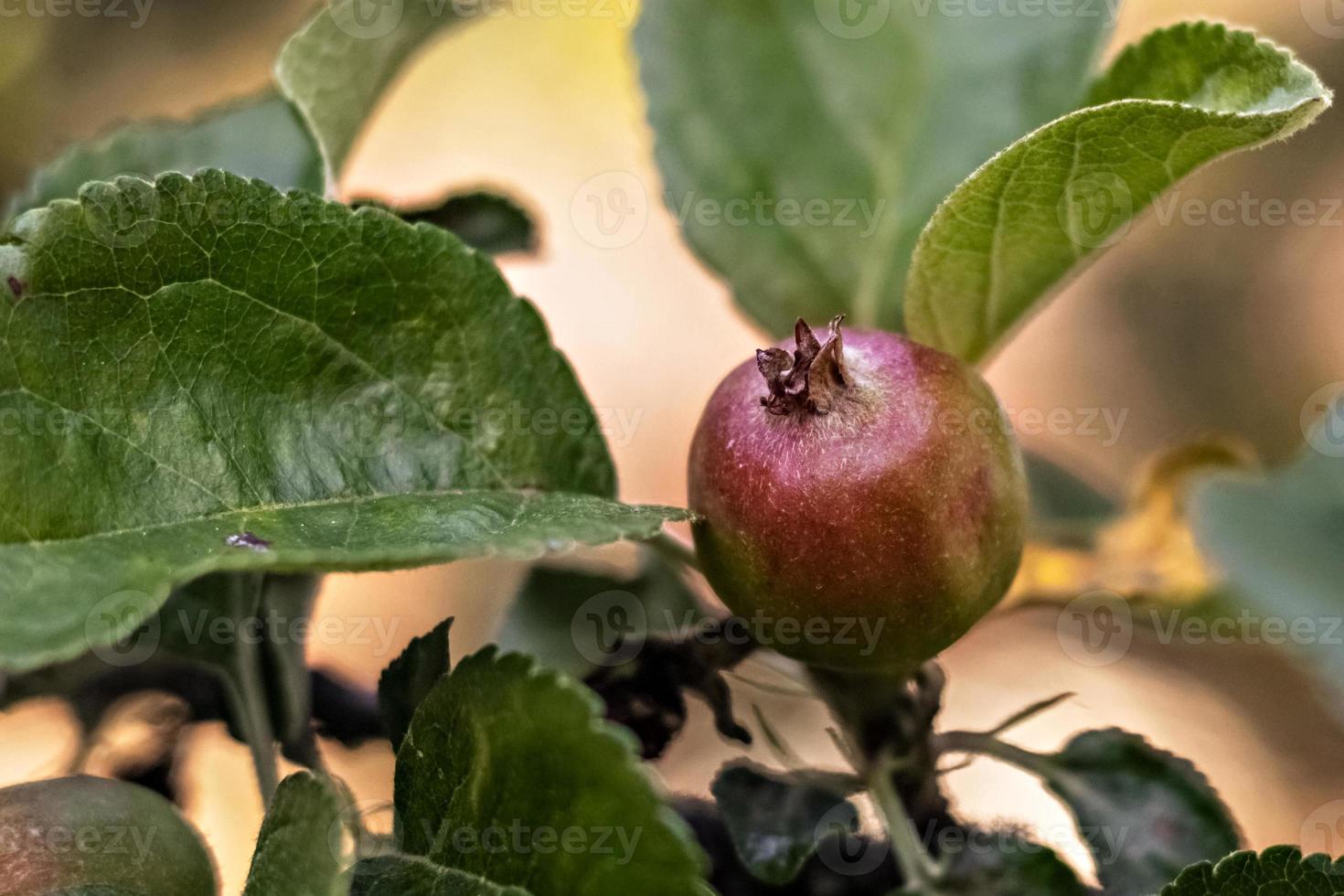 Young green apple fruits on the branches of a fruit tree in the garden. Ripening of the crop photo