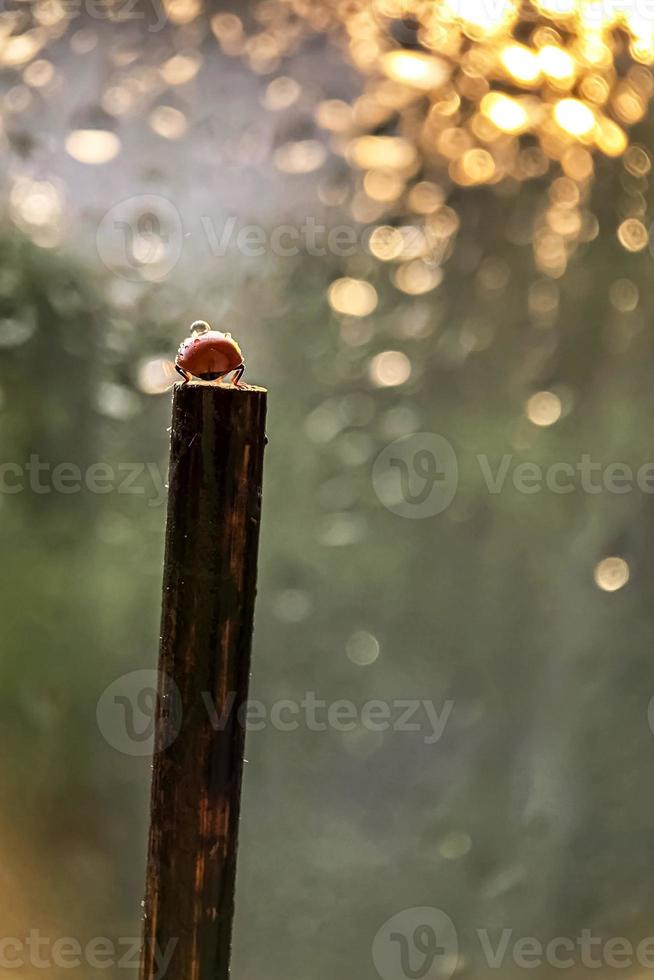 A red ladybug crawls on a stick towards the sun's sunset rays. Bokeh. Macrophotography. After rain photo