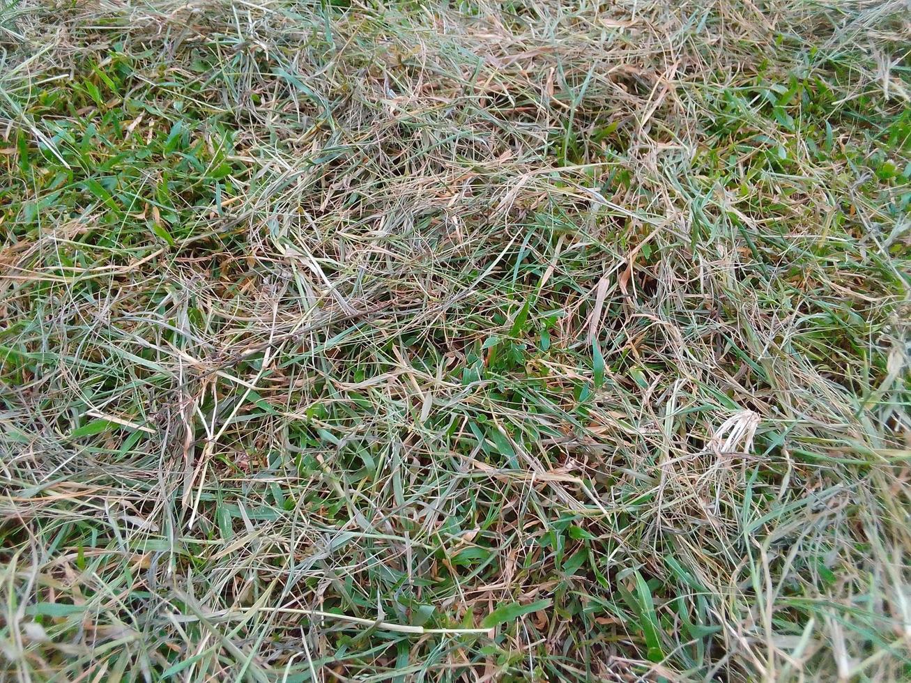 Grass, nature, green photo