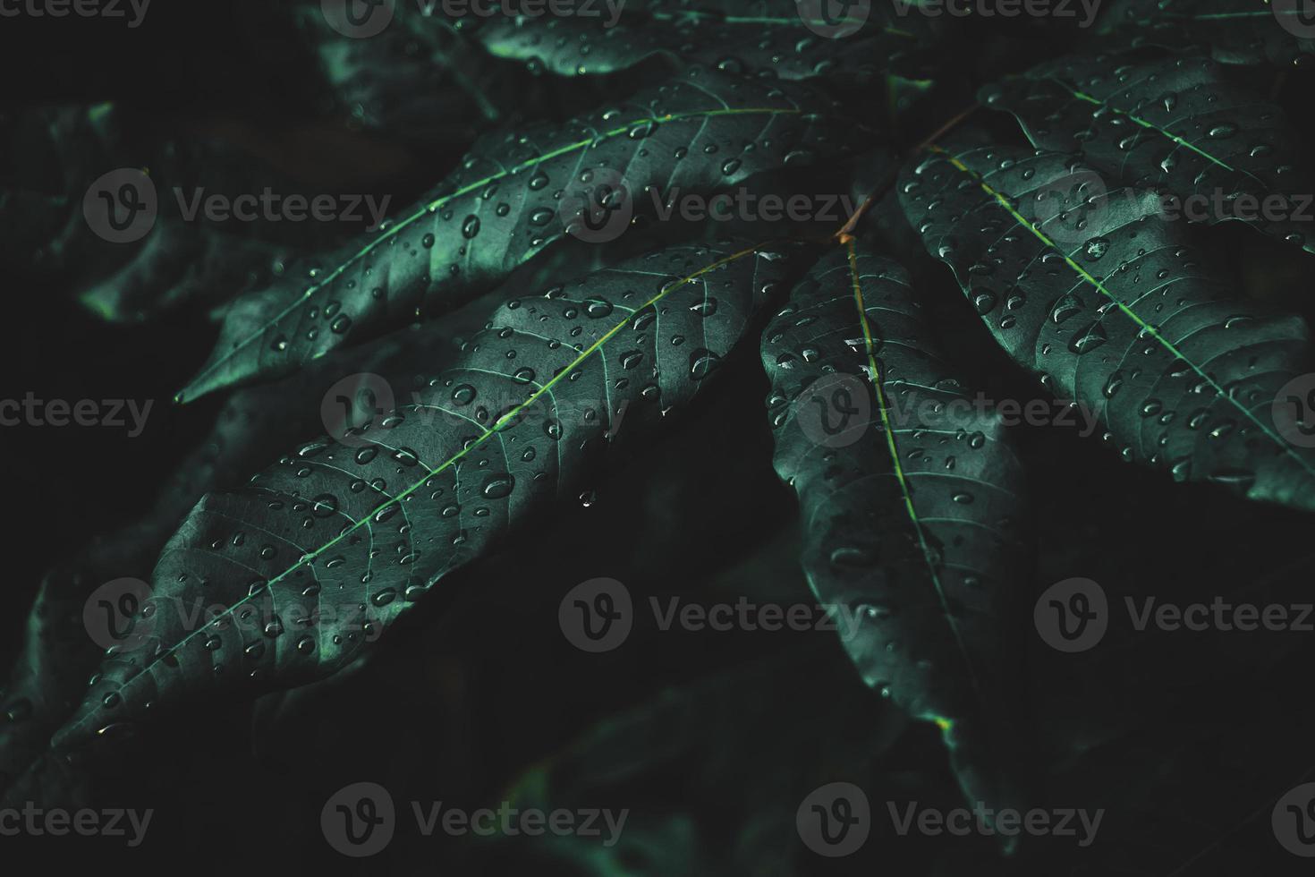 Top view leaf background.Green leaves color tone dark in the morning.Tropical Plant in Thailand,e photo