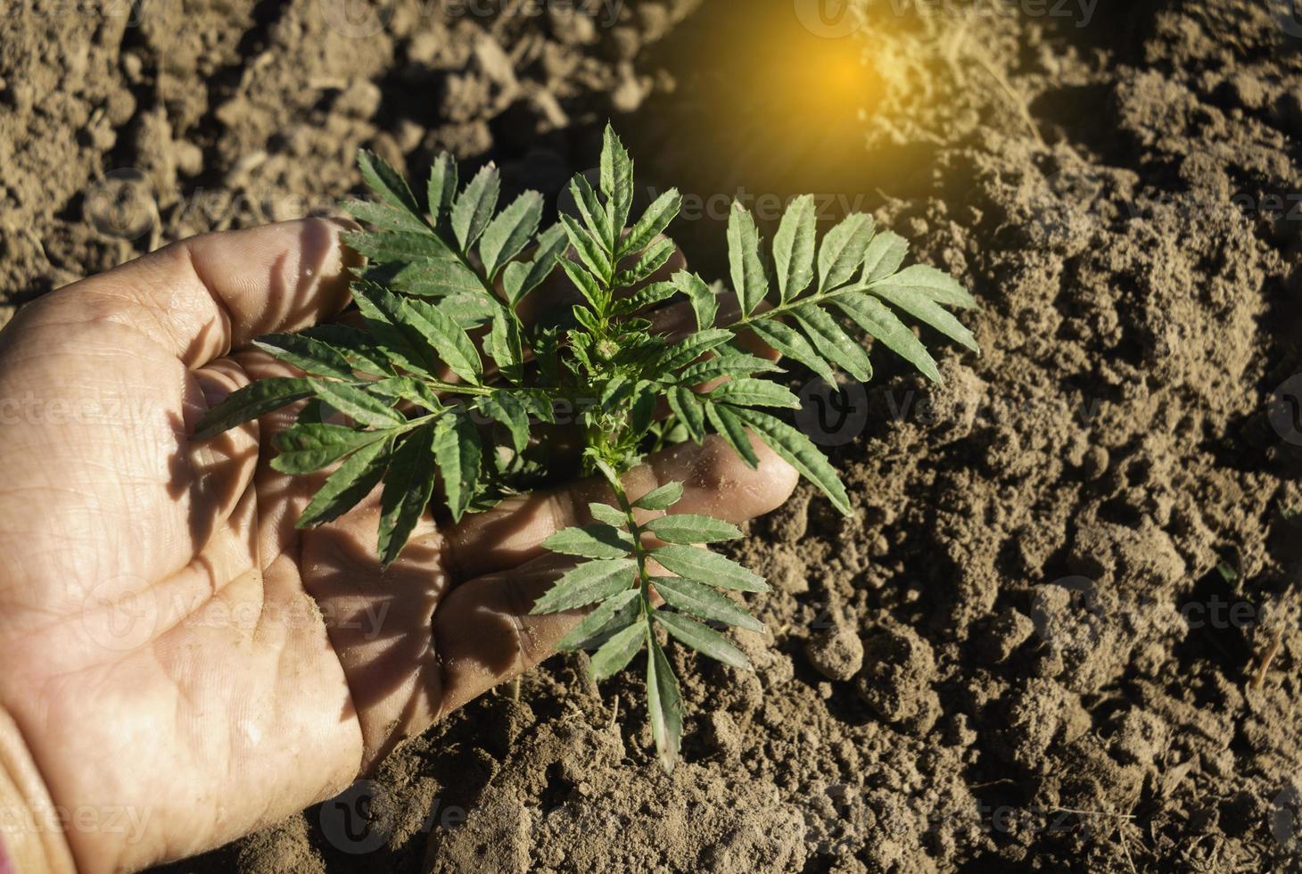 Hand touching is growing plant,Young plant in the morning light on ground background.Small plants on the ground in spring,Photo fresh and Agriculture  concept idea. photo