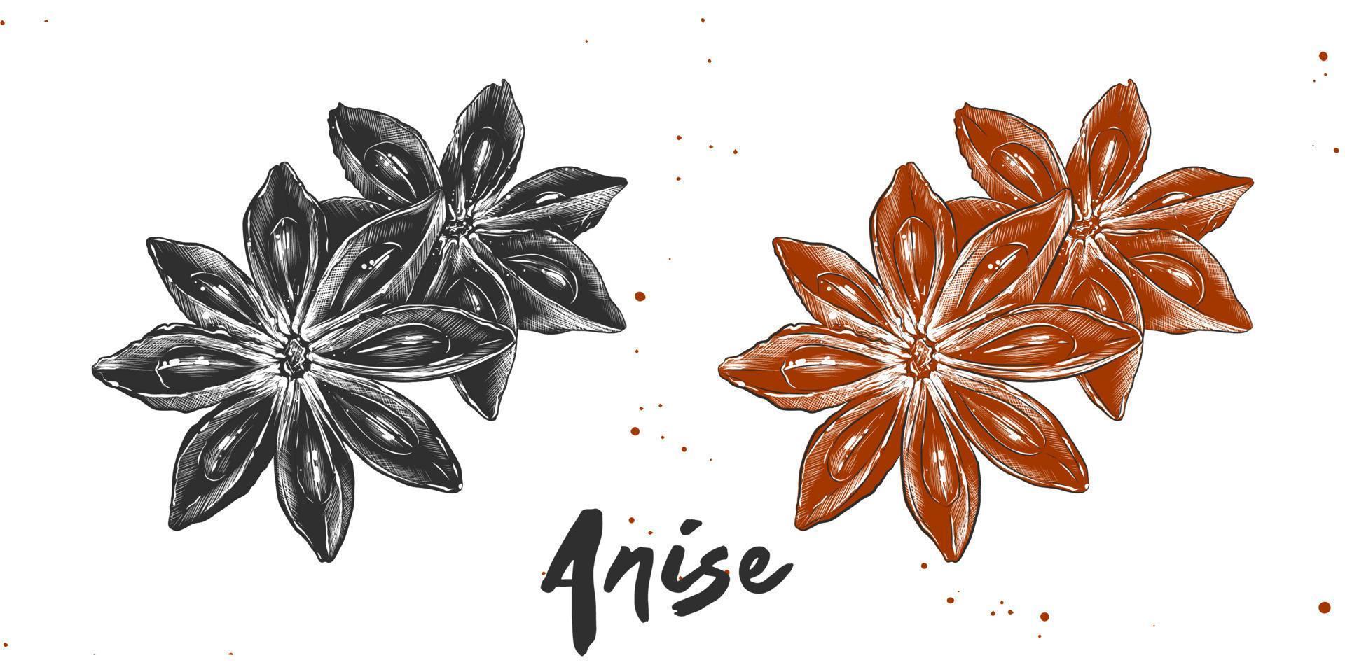 Vector engraved style illustration for posters, decoration and print. Hand drawn sketch of stars anise in monochrome and colorful. Detailed vegetarian food drawing.