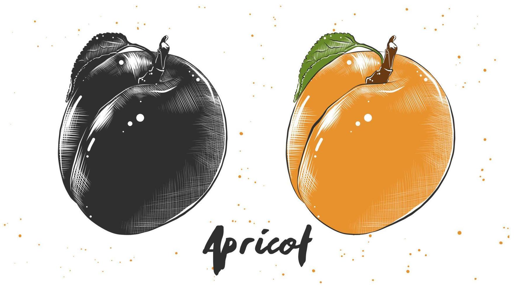 Vector engraved style illustration for posters, decoration and print. Hand drawn sketch of apricot in monochrome and colorful. Detailed vegetarian food drawing.