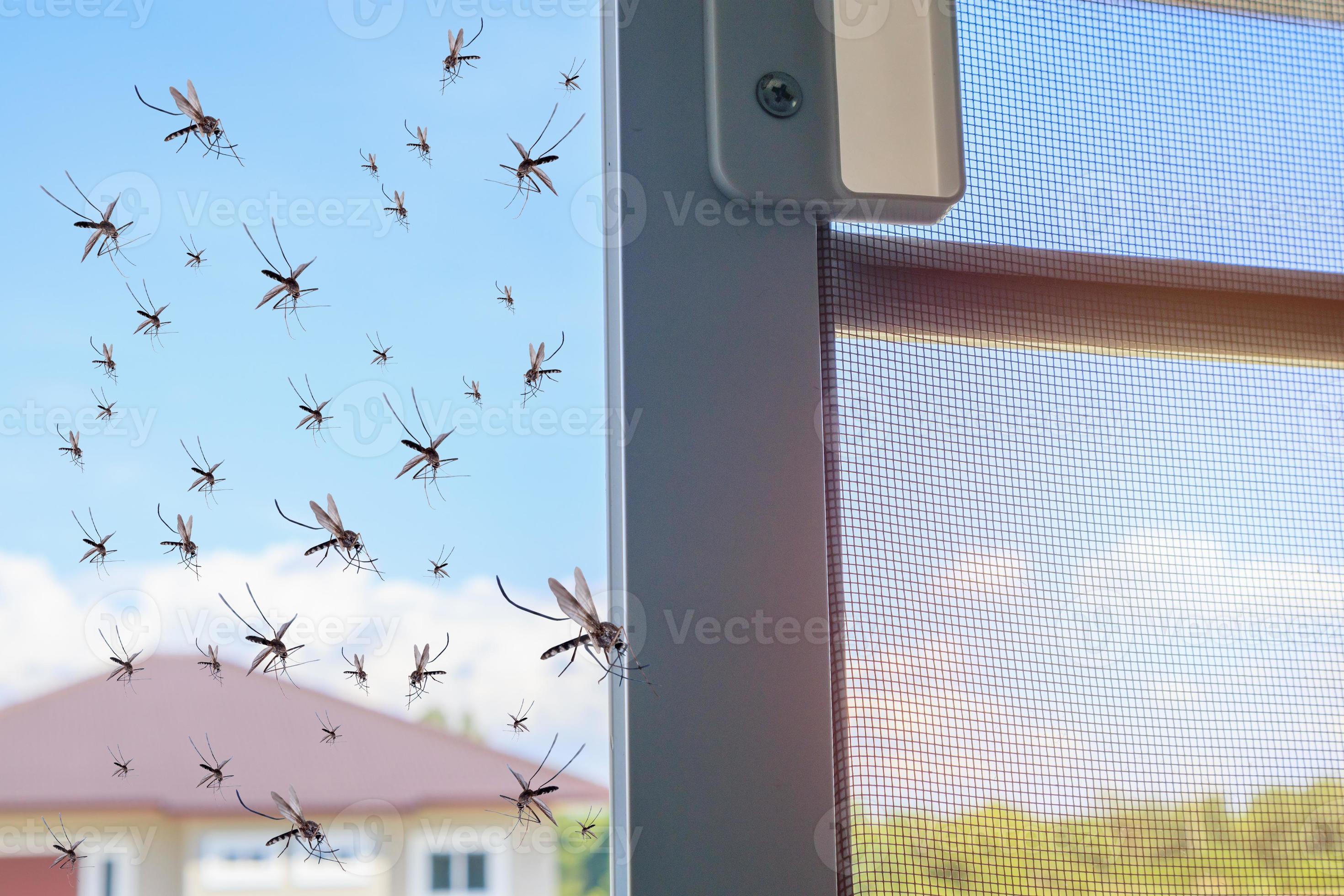 Many mosquitoes flying in to the house while insect net was opened