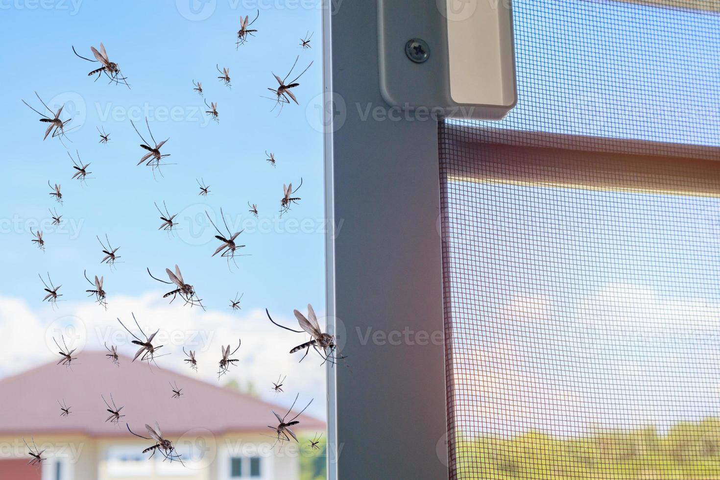 Many mosquitoes flying in to the house while insect net was opened photo