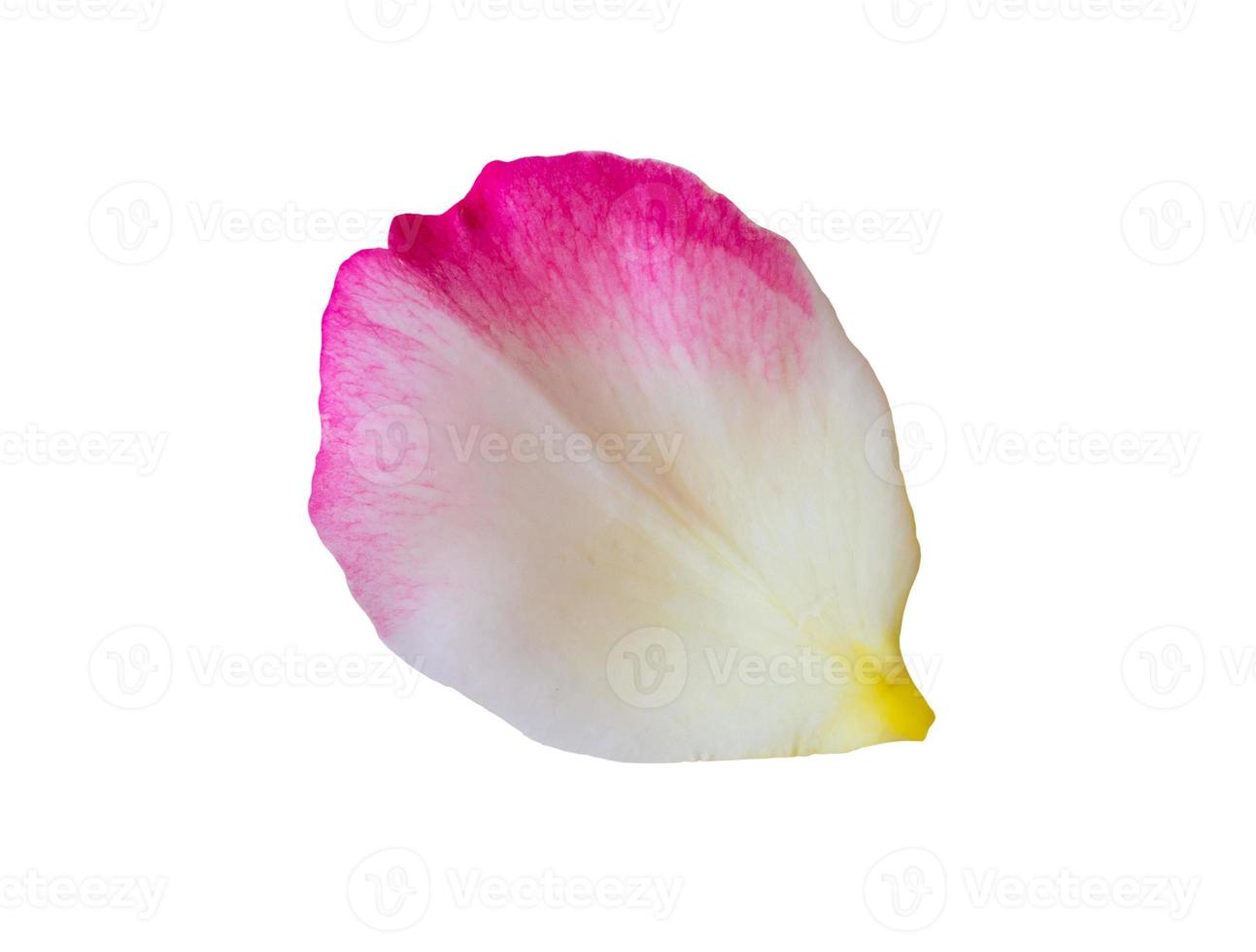 rose petals isolated on white background with clipping path photo