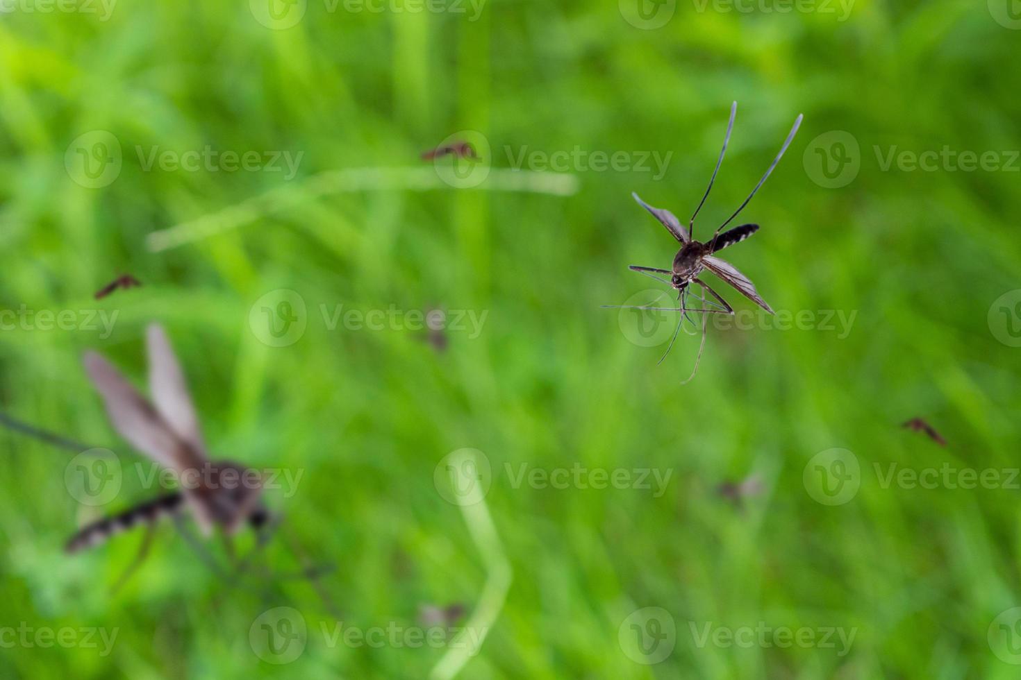 Many mosquitoes in green grass field photo