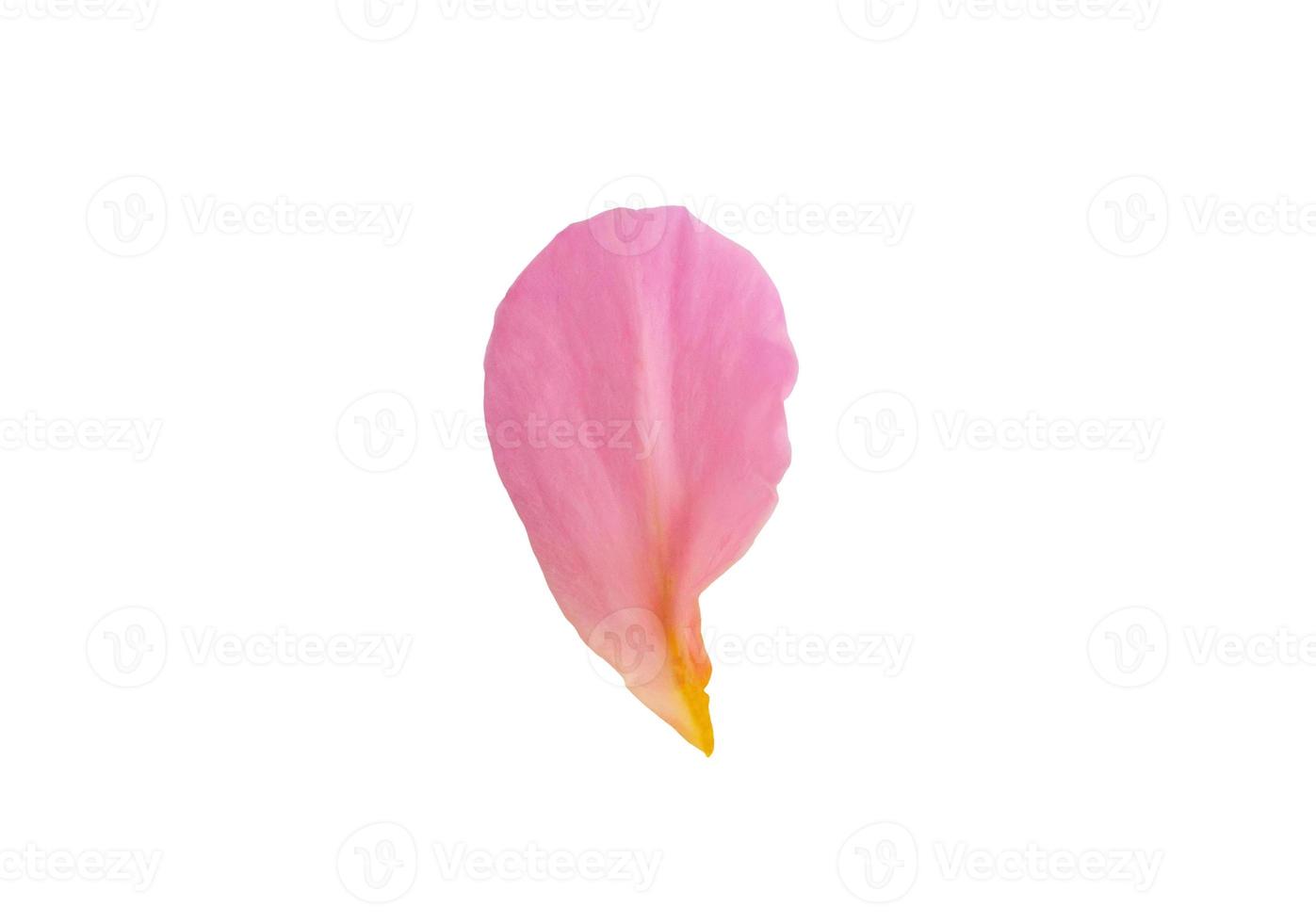 Pink rose petals isolated on white background with clipping path photo