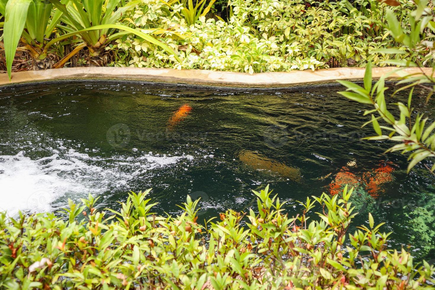 Carpas de fantasía coloridas peces koi en estanque de jardín foto