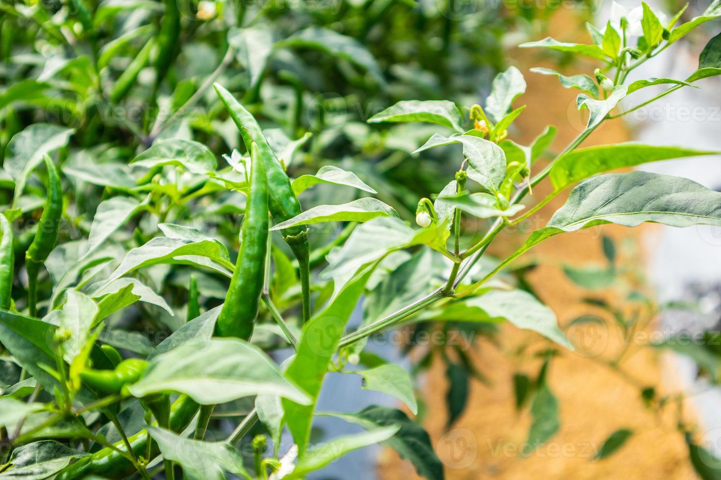 chilli peppers plant in organic garden photo