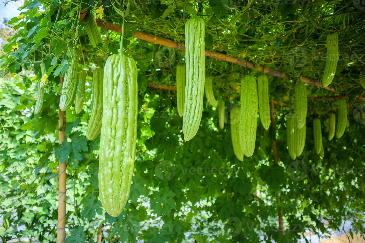Bitter melon or Momordica charantia plant in organic garden 12472806