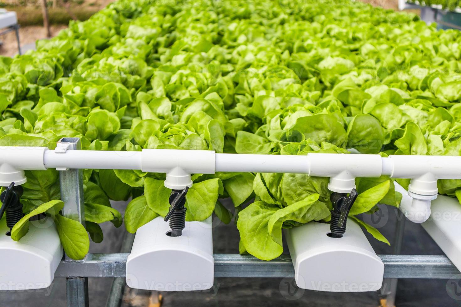 Fresh organic green leaves lettuce salad plant in hydroponics vegetables farm system photo