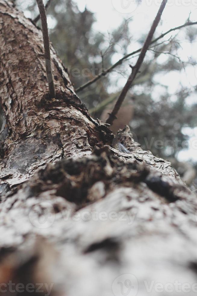 Cracked pine bark in the winter forest photo