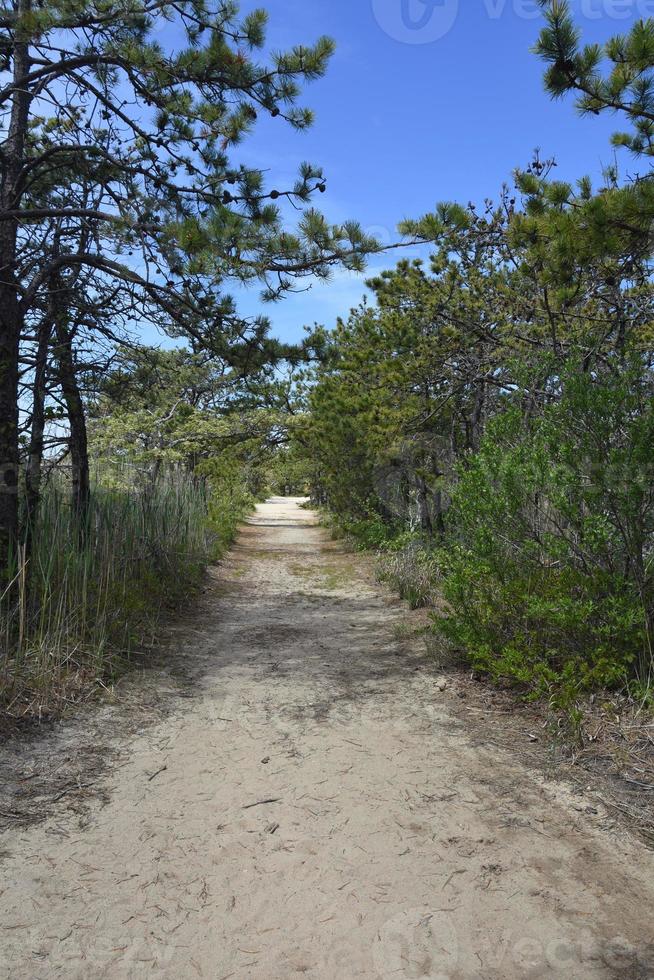 Sandy Hiking Path through Scrub and Pine Trees photo