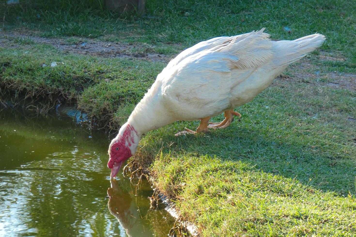 domestic animals on a farm during the summer season photo