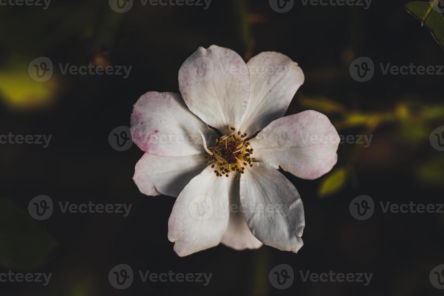 Macro photo of coloured flower