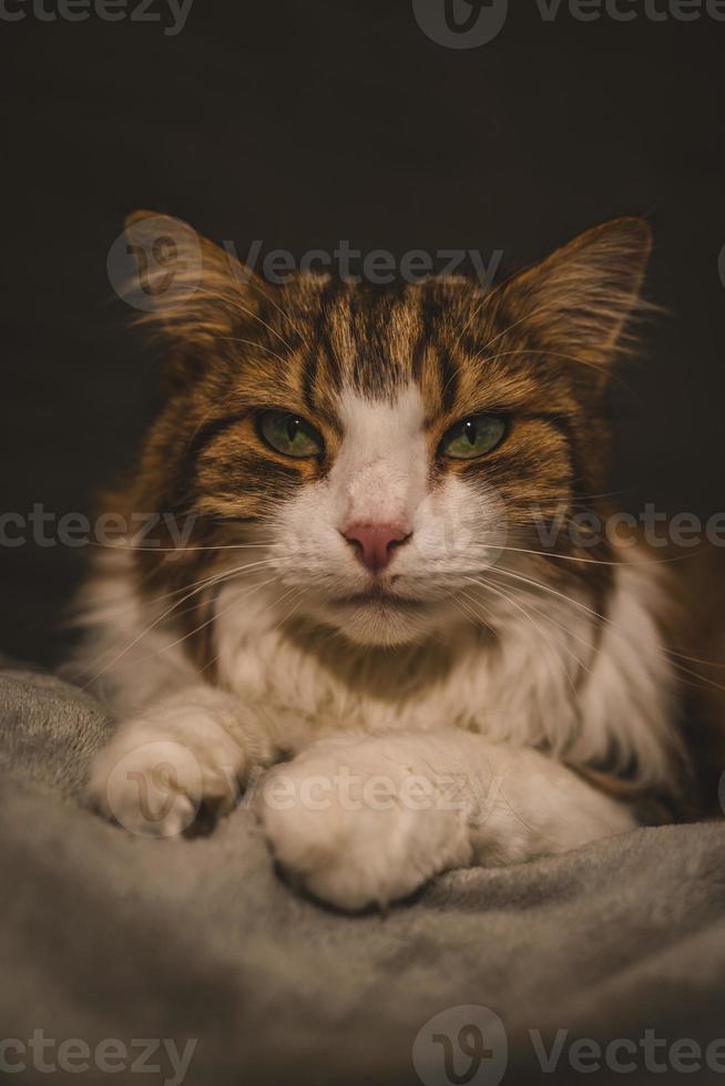 Portrait of rude cat photo