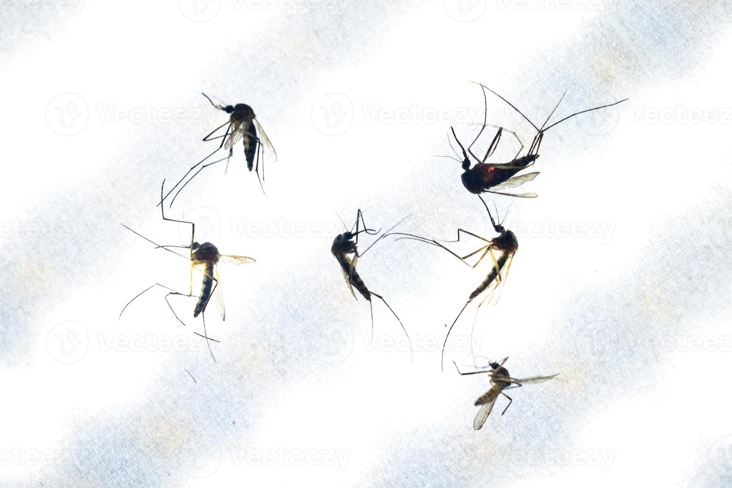 Mosquitoes are feeding on human skin blood. Mosquitoes are carriers of dengue fever and malaria. Dengue fever is very prevalent during the rainy season. photo