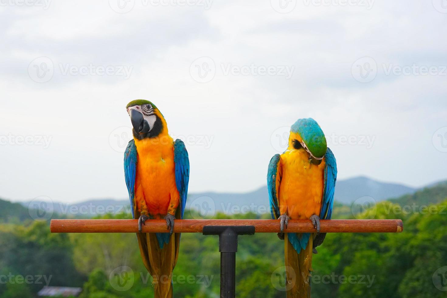 Two Blue-and-yellow macaw Ara ararauna, also known as the blue-and-gold macaw is a large South American parrot on wooden perch. One bird preens itself feathers. photo