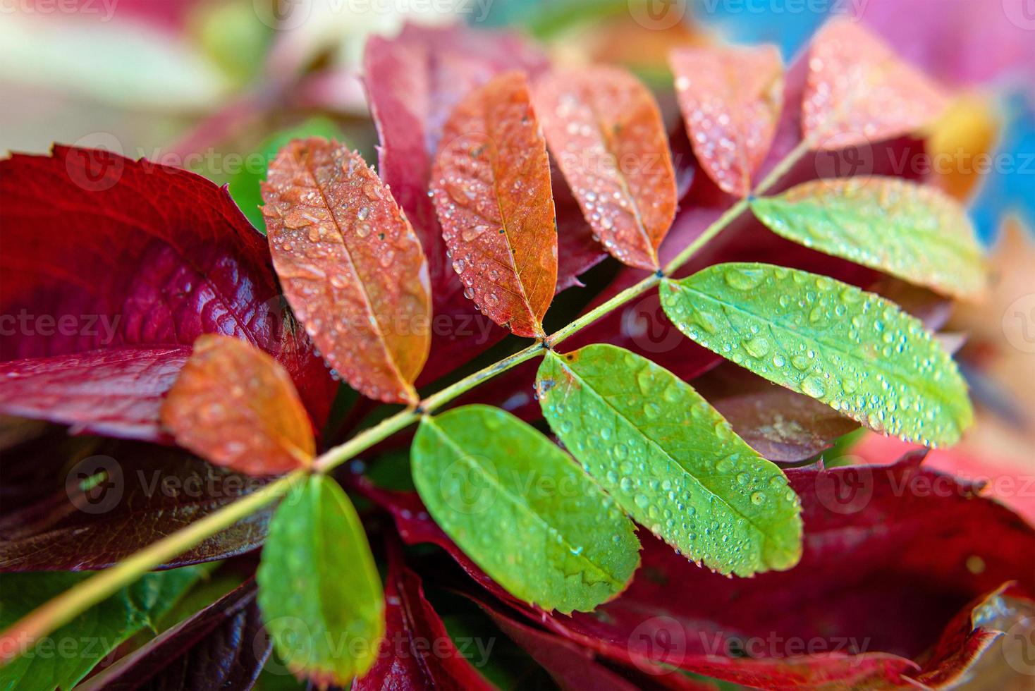 Colourful autumn fallen leaves on blue background photo