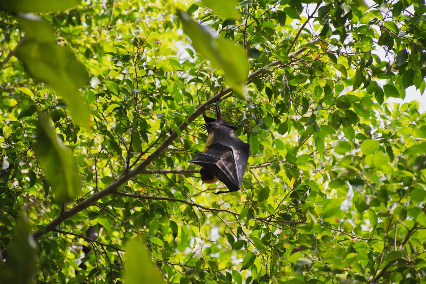 bats life in the forest photo