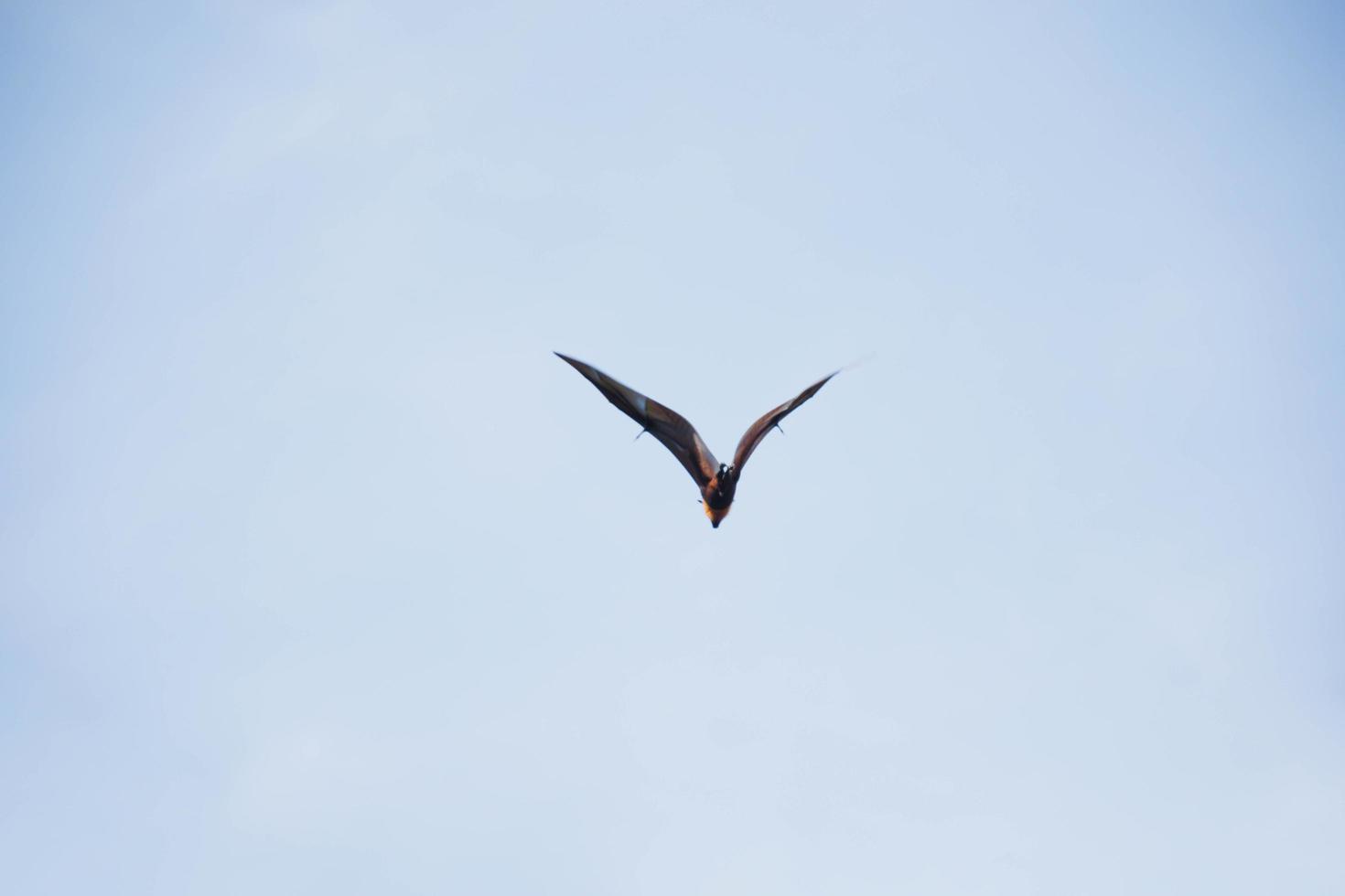 bats life in the forest photo