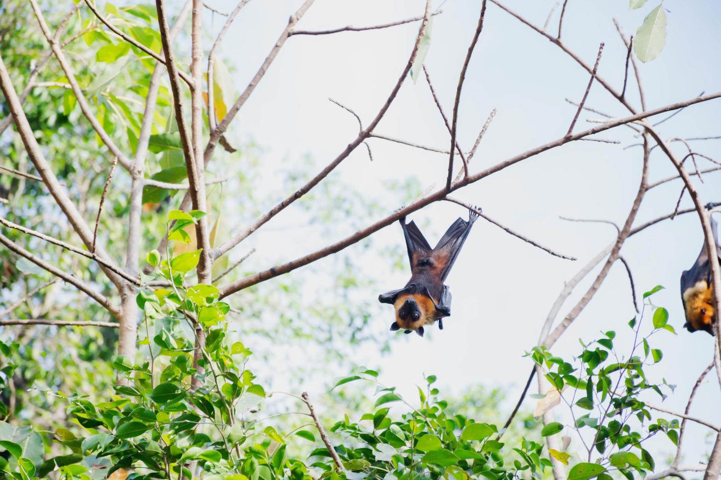 bats life in the forest photo