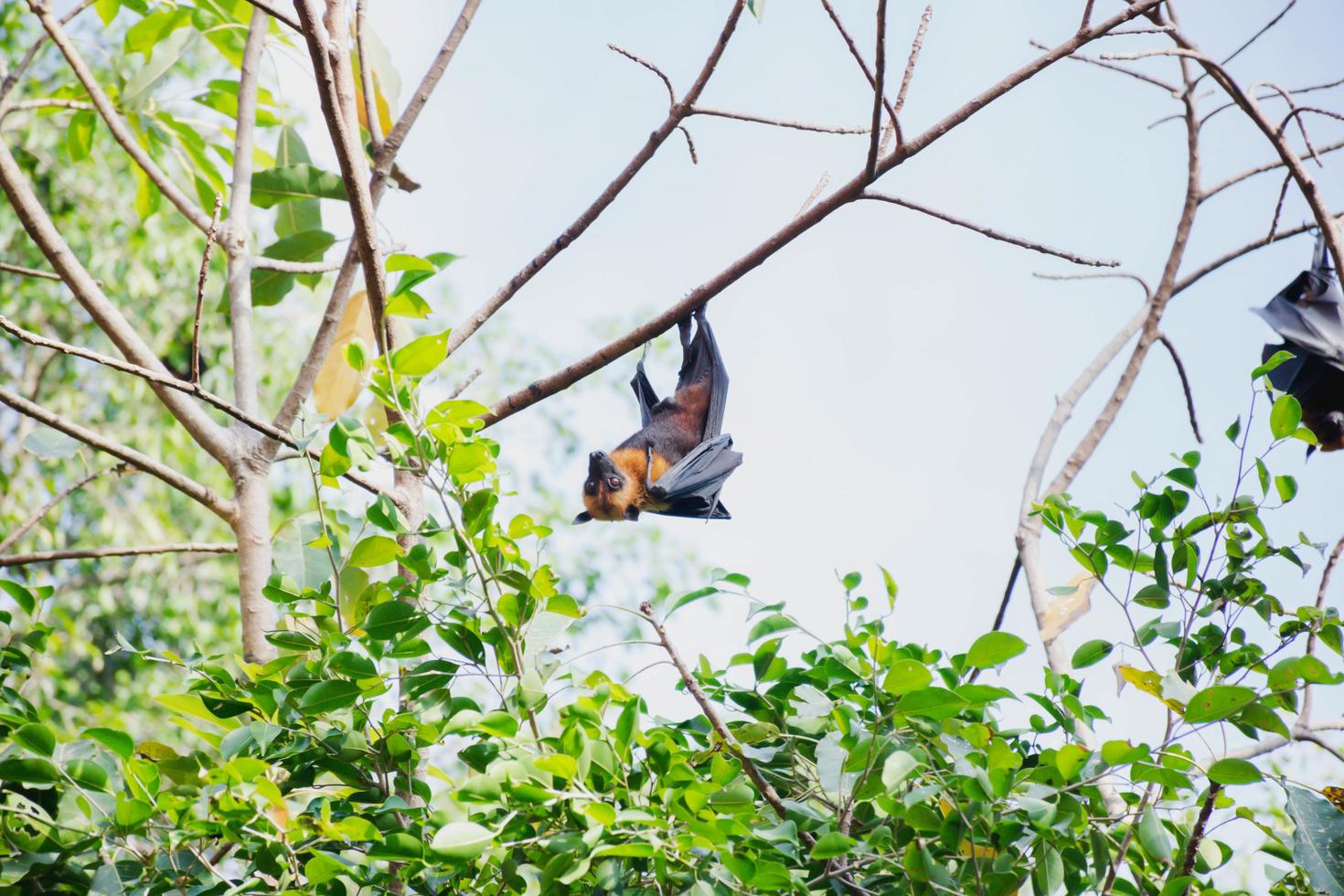 bats life in the forest photo