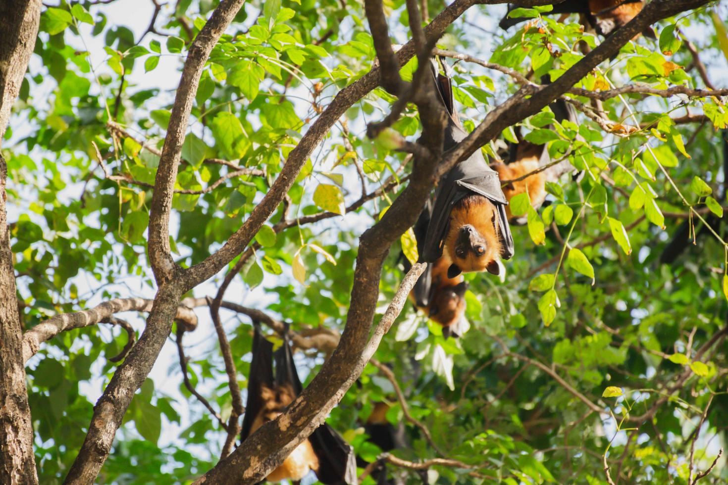 bats life in the forest photo