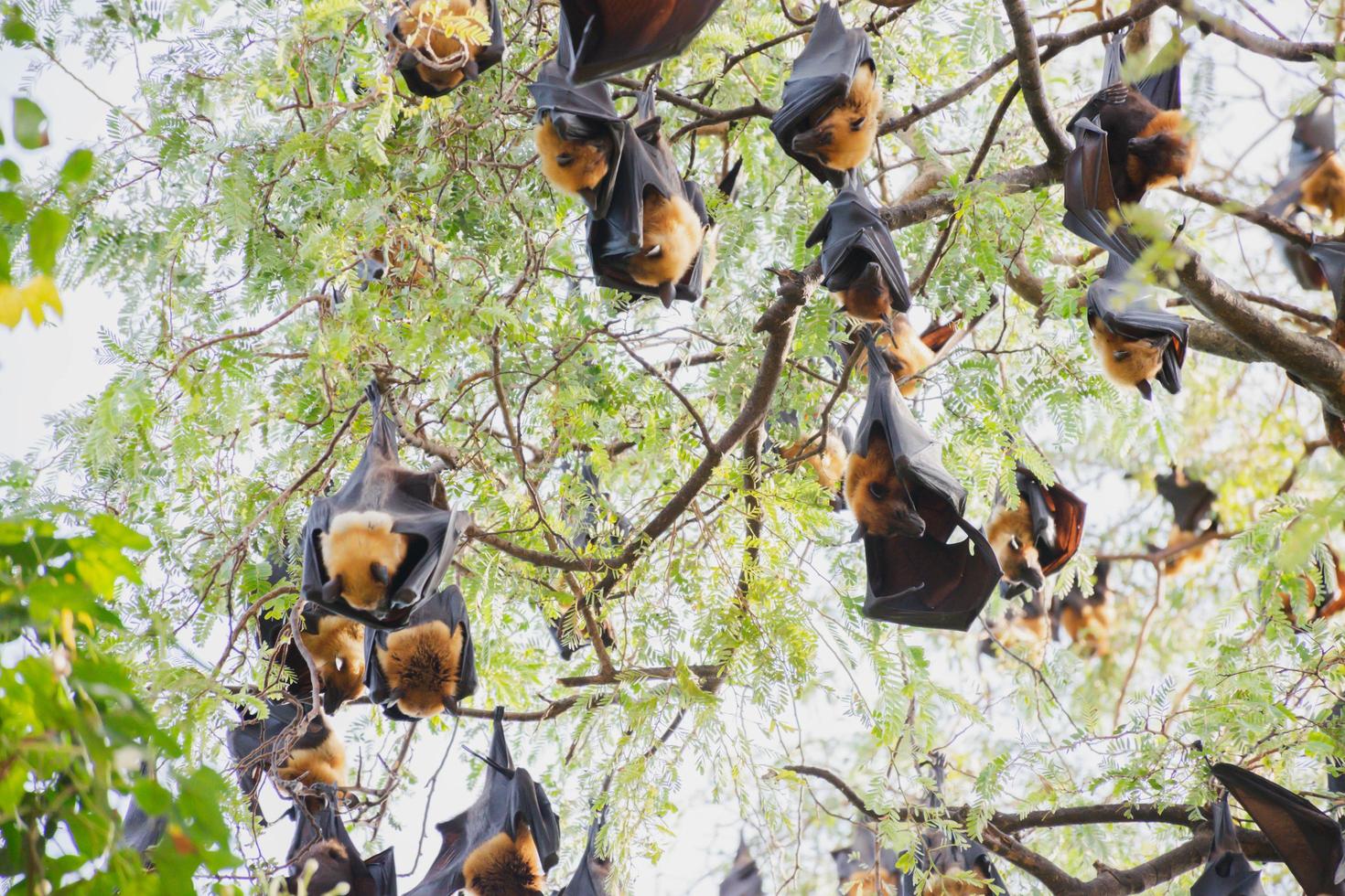 bats life in the forest photo