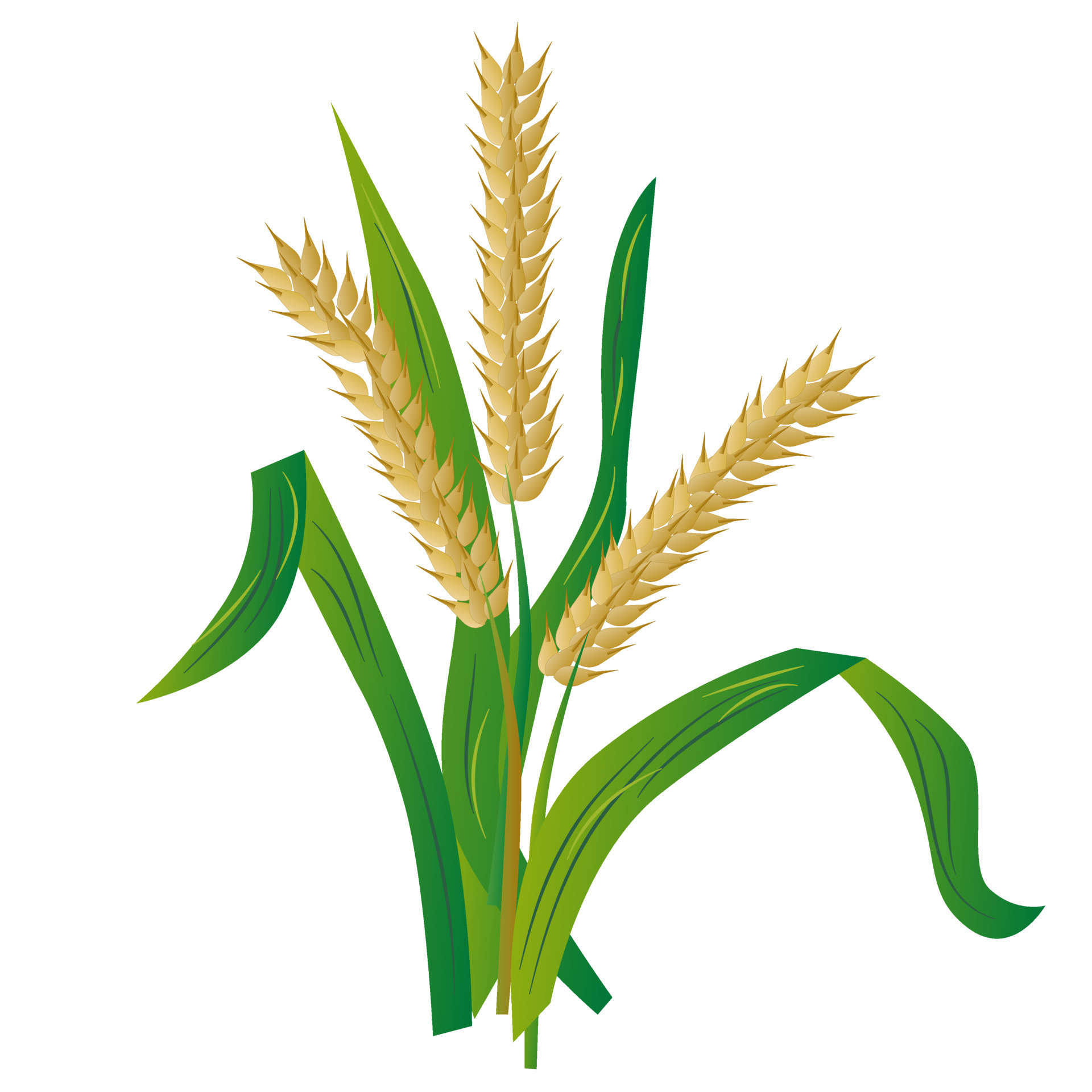 Wheat Plant