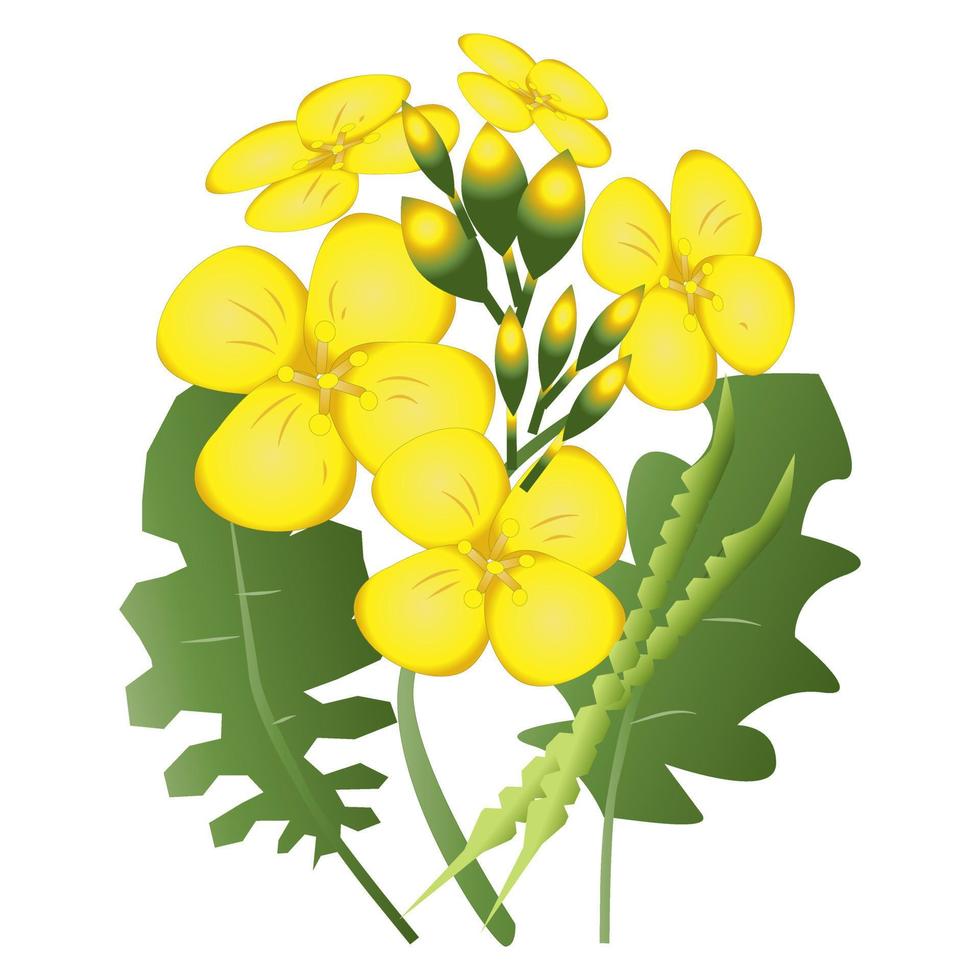 ilustración de flor de canola vector